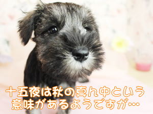 今日は十五夜です☆☆☆
